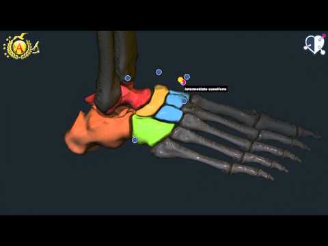 Ossa del piede: anatomia e gruppi ossei